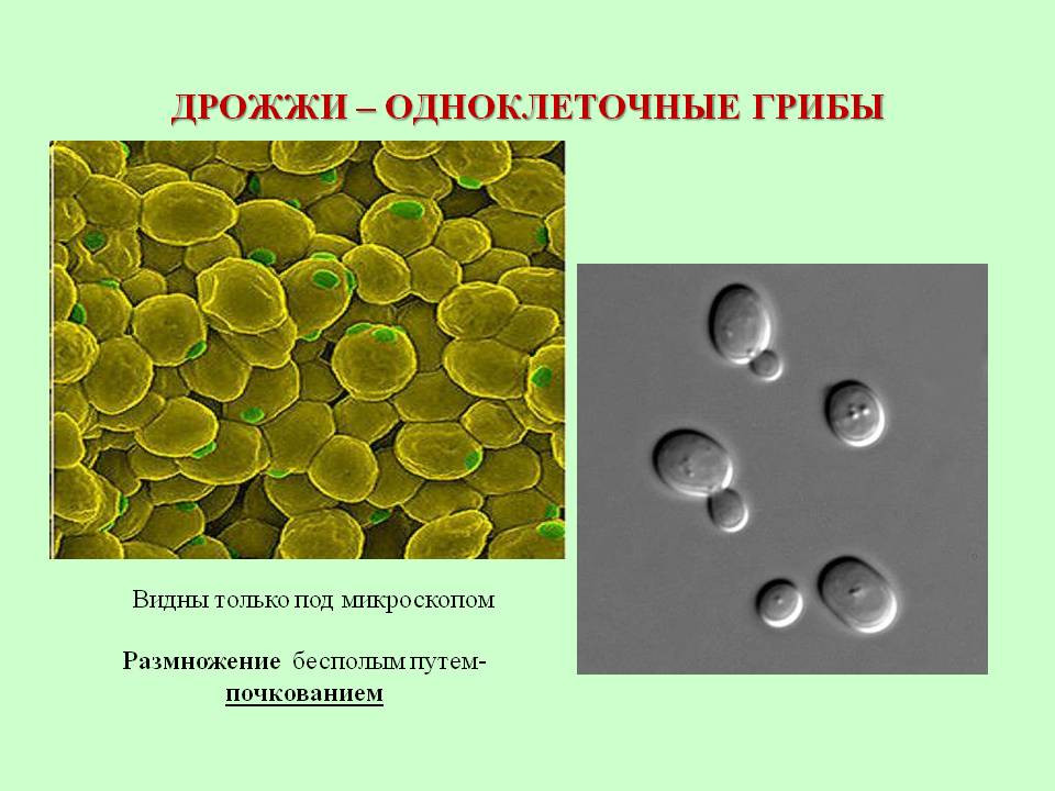 В каких биотехнологиях используют одноклеточные грибы. Дрожжи одноклеточные грибы. Строение одноклеточных грибов дрожжи. Клетка одноклеточного гриба. Клетка одноклеточных дрожжей.