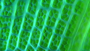rastitelnaya-kletka-pod-mikroskopom-bogofi