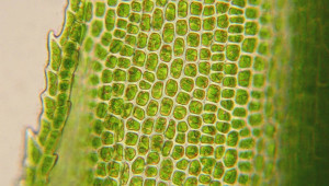 rastitelnaya-kletka-pod-cifrovim-mikroskopom-bogofi
